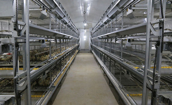 ISO Broiler Tavuk Kafes Sistemi Tavuk Çiftliği için Özel Tavuk Broiler Kafes