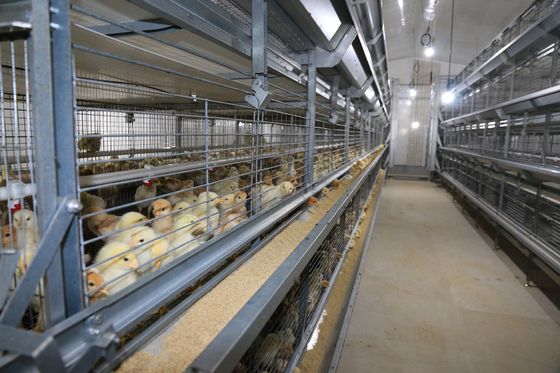 ISO Broiler Tavuk Kafes Sistemi Tavuk Çiftliği için Özel Tavuk Broiler Kafes