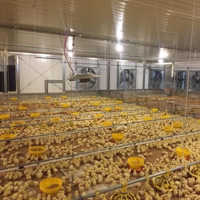 Galvanizli Yaprak Çiftlik Evleri Çelik Yapı Çiftçi Tavuk Evleri