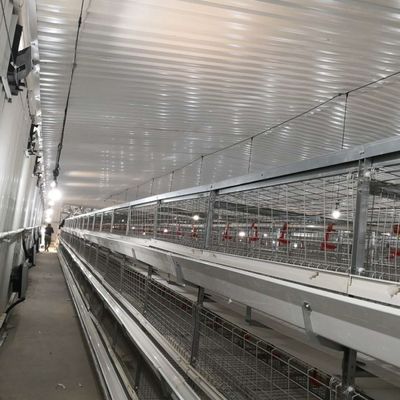 Büyük Aralıklı Broiler Tavuk Kafes Sistemi 230M*56M Doğum Ülkesi için