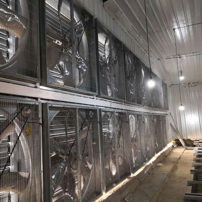 Büyük Aralıklı Broiler Tavuk Kafes Sistemi 230M*56M Doğum Ülkesi için