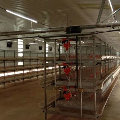 Avtomatik Broiler Besleme Sistemi Tavuk çiftlikleri için ideal çözüm