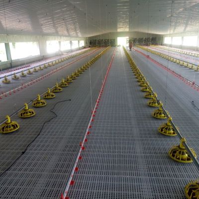En iyi performans için plastik tavuk yetiştirme