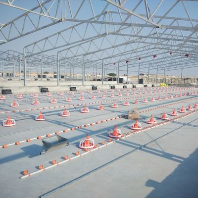 En iyi performans için plastik tavuk yetiştirme