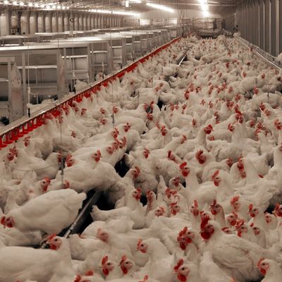 Korrozyona dayanıklı uzun ömürlü et ve tavuk zemin sistemi / Plastik malzeme