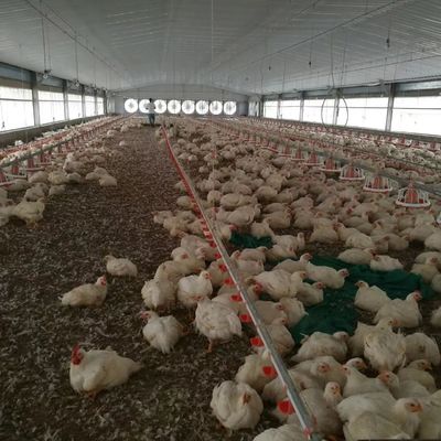 Ucuz İnşaat Çelik Yapı Bina Tavuk çiftliği Tavuk evi
