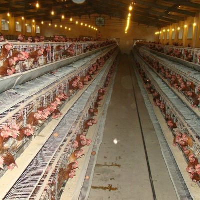 Otomatik içme / gübre çıkarma sistemi olan bir tür galvanizli çelik tavuk kafesi