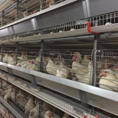 Otomatik içme / gübre çıkarma sistemi olan bir tür galvanizli çelik tavuk kafesi