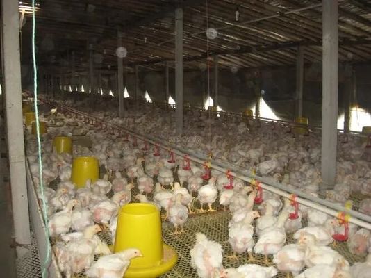 Profesyonel Tasarım Tavuk Çiftliği Ekipmanı Evi Prefabrik Çelik Binalar