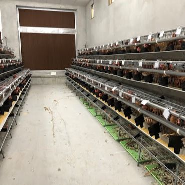 Otomatik içme / gübre çıkarma sistemi olan bir tür galvanizli çelik tavuk kafesi