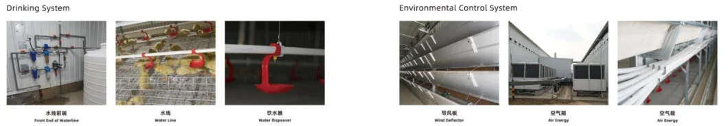 ISO Broiler Tavuk Kafes Sistemi Tavuk Çiftliği için Özel Tavuk Broiler Kafes 3