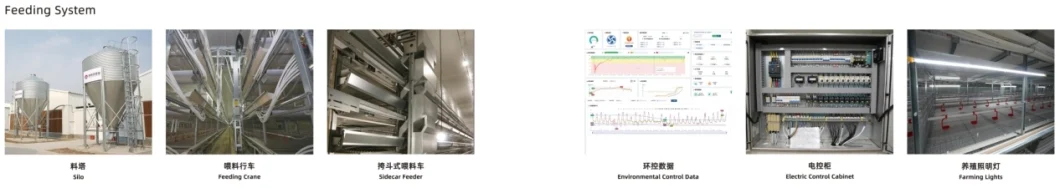 ISO Broiler Tavuk Kafes Sistemi Tavuk Çiftliği için Özel Tavuk Broiler Kafes 4