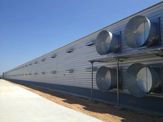 SGS Hayvancılık Çiftliği Evi Prefabrik Otomatik Çelik Çerçeve Tavuk Kulübü 4