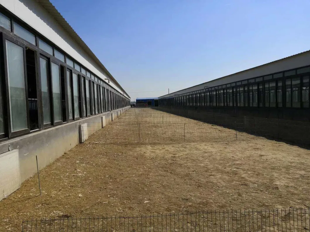 CE Hayvanlık Çiftliği Evi Çelik Yapı Tavuk Evi ve Tavuk Ekipmanı 4