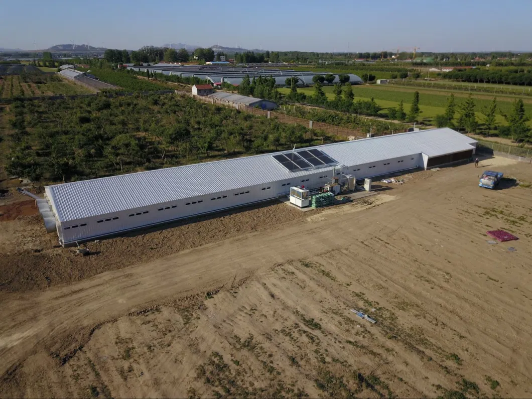 CE Hayvanlık Çiftliği Evi Çelik Yapı Tavuk Evi ve Tavuk Ekipmanı 5